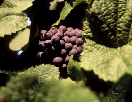 葡萄酒庄园酿酒专用红葡萄图片