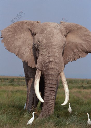 动物世界大象非洲图片