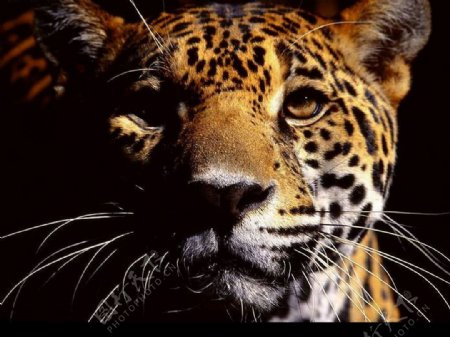 野生美洲豹正面头像非洲风丛林猛兽图片