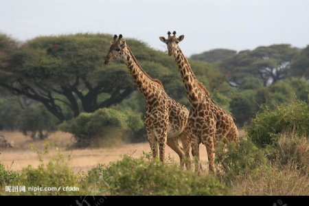长颈鹿2只图片