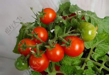 栽种的西红柿图片