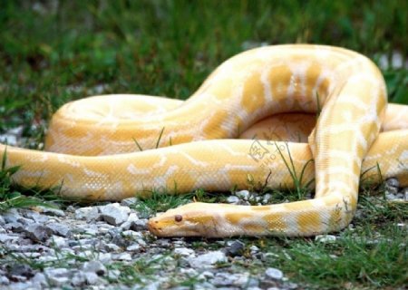 高清素材黄金蛇图片