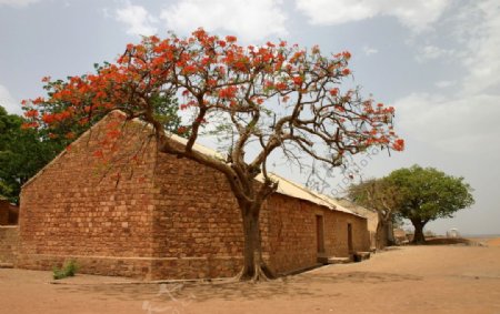 沙漠树木天空房屋红花图片