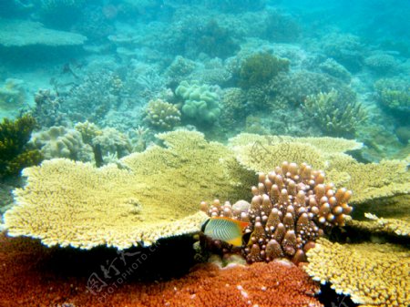 大堡礁珊瑚礁图片