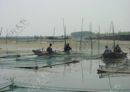 宝应湖图片