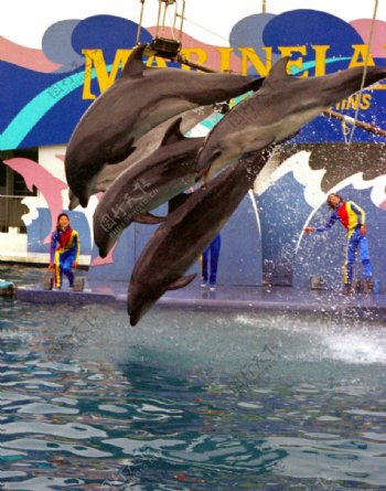 海豚的跳跃图片