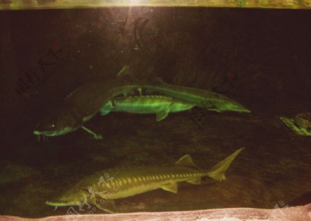 蓬莱海底世界的鱼图片