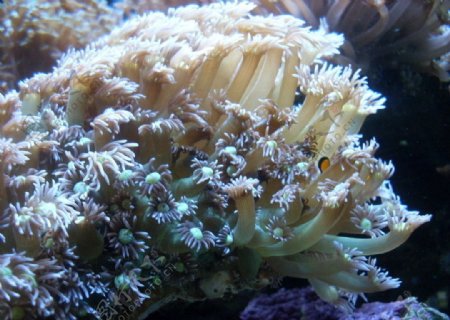 活珊瑚图片
