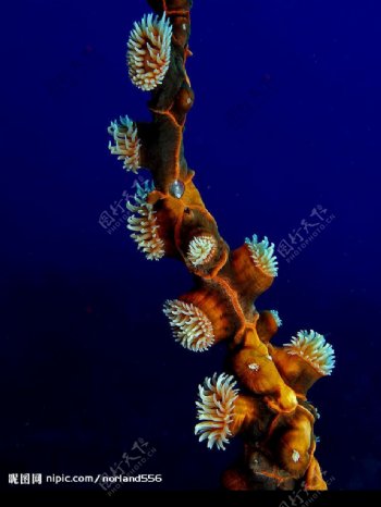 银莲花属珊瑚图片