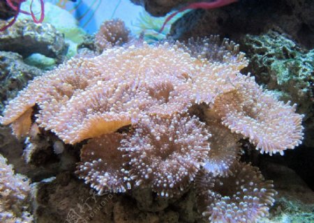 香菇珊瑚图片
