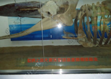 抹香鲸骨胳标本图片