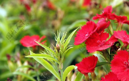 红色花圃红色喇叭花图片