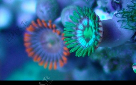 海洋生物珊瑚图片