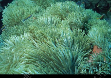 海洋生物珊瑚海葵图片