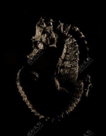 海馬化石標本石頭海洋海中生物图片