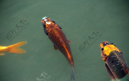 游鱼锦鲤图片
