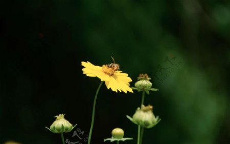 蜜蜂野菊花图片