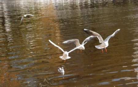 掠过湖面结队飞翔的海鸥图片