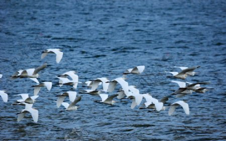 鹭群飞过湖面图片