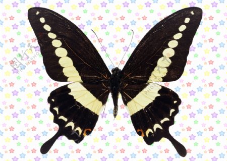 白闪条黑色凤尾蝶图片