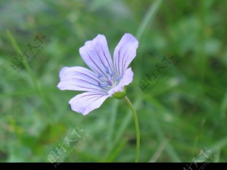 新疆植物园图片