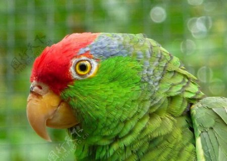 红冠亚马逊鹦鹉图片