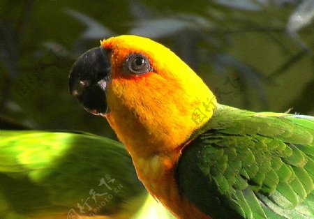 绿翅金鹦鹉图片
