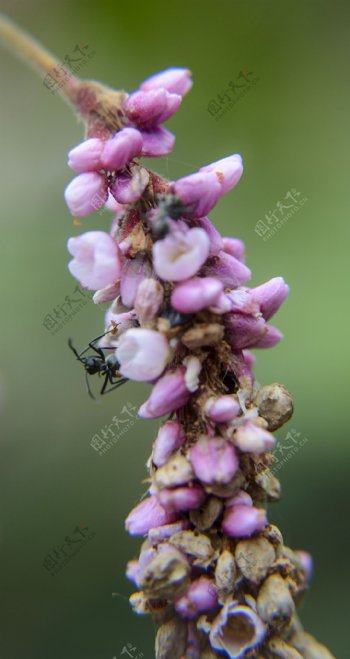 花上的小蚂蚁图片