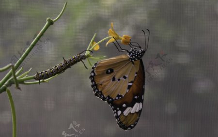 蝴蝶和它的幼虫图片