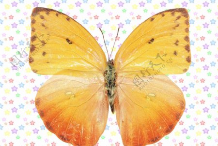 红黄色大翅膀蝴蝶图片