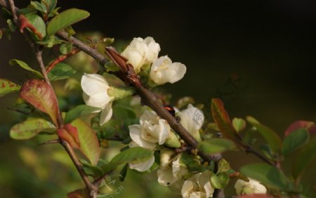 白海棠花图片