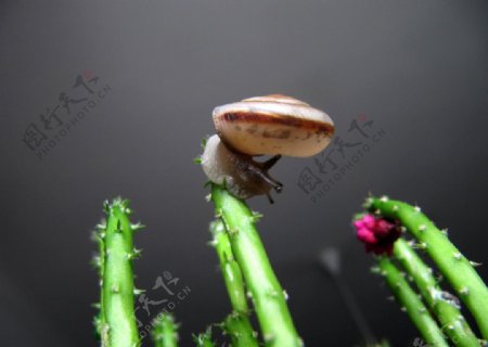 仙人掌上的小蜗牛图片