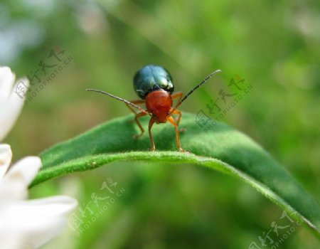 草桥上漂亮的小甲虫图片