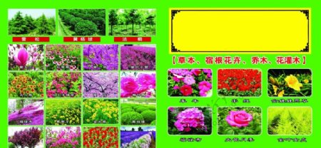 园艺花卉图片
