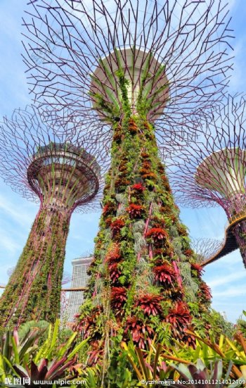 新加坡高清艺术树图片