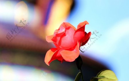 七彩玫瑰图片
