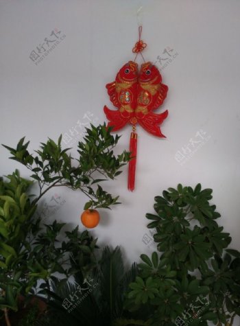 财树锦橙联鲤鱼图片