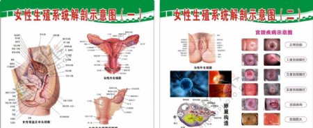 女性生殖系统解剖示意图片
