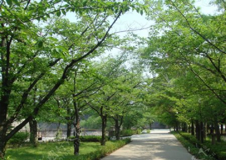 大阪城前的树林图片