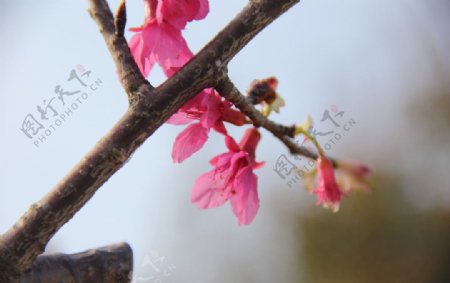 永福樱花图片