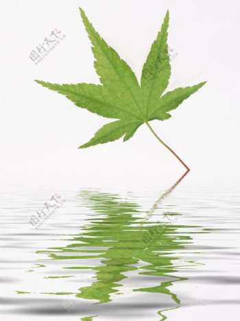 水中枫叶图片