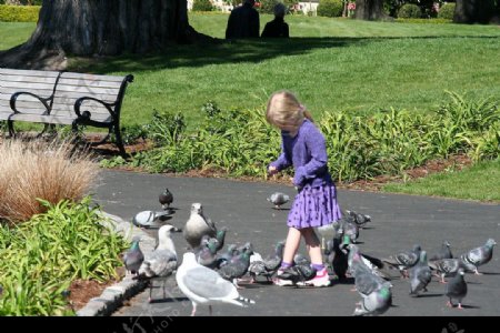 阳光下与鸽子玩耍的小女孩图片
