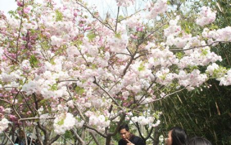四月桃花公园盛开图片