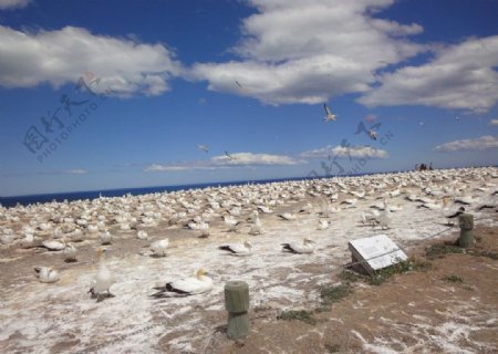 一大群的候鳥在紐西蘭的夏天图片