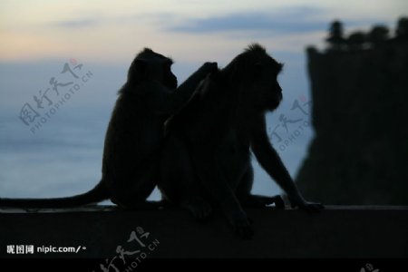 印尼猴岛图片