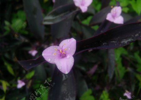 紫叶鸭跖草图片