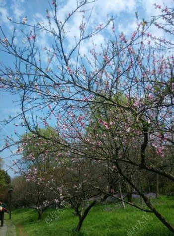 满园桃花盛开图片