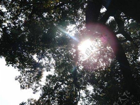 阳光透过树的缝隙图片