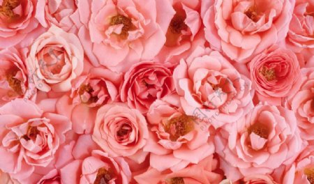 粉红玫瑰组合图片