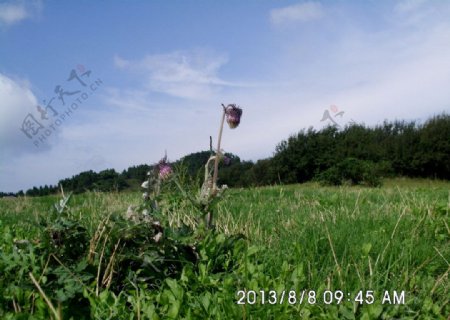 仙女山大草原图片